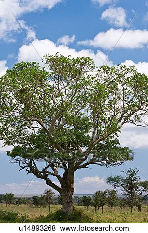 Stock Photo - Tanzania, Central, Serengeti, National Park, Maru Kopjes, afternoon, Africa. Fotosearch