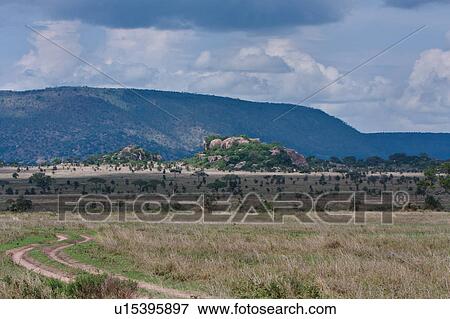 Tanzania, Central, Serengeti, National Park, Maru Kopjes, afternoon, Africa View Large Photo Image Stock Photo - Tanzania, Central, Serengeti, National Park, Maru Kopjes, afternoon, Africa. Fotosearch