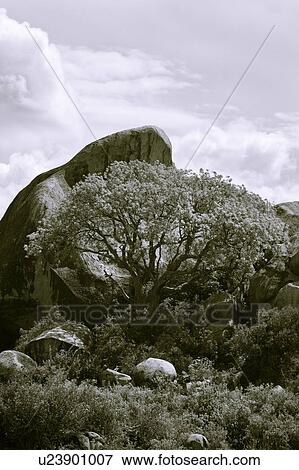 Stock Photo - Tanzania, Central, Simba Kopjes, Serengeti, National Park, afternoon, Africa. Fotosearch