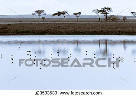 wader, Africa, Central, Lake Masek, National Park, Ndutu, Ngorogoro Conservation Area View Large Photo Image Stock Photo - wader, Africa, Central, Lake Masek, National Park, Ndutu, Ngorogoro Conservation Area. Fotosearch