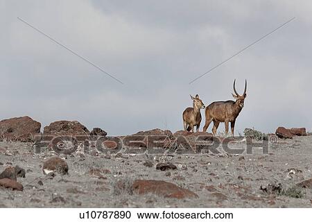 Waterbuck, African, Kenya, Ellipsen, Amboseli, animal, Africa View Large Photo Image Stock Image - Waterbuck, African, Kenya, Ellipsen, Amboseli, animal, Africa. Fotosearch