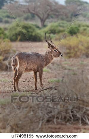 Stock Photography - Waterbuck, African, Kenya, Ellipsen, Amboseli, acacia, Africa. Fotosearch