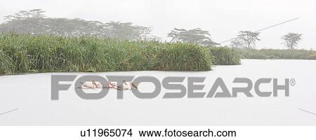 Picture - World Heritage Site, Central, Tanzania, Ngorogoro, Conservation Area, action, Africa. Fotosearch