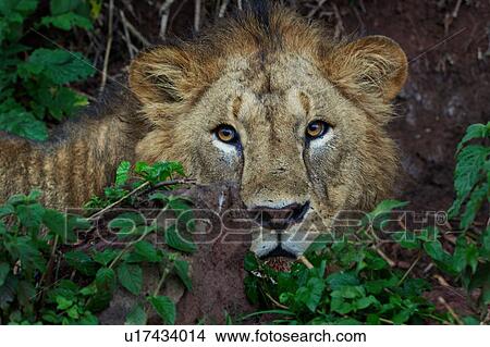 Picture - World Heritage Site, Central, Tanzania, Ngorogoro, Conservation Area, action, Africa. Fotosearch
