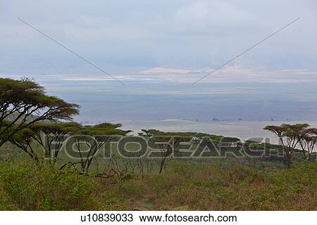 World Heritage Site, Central, Tanzania, Ngorogoro, Conservation Area, acacia, Africa View Large Photo Image Stock Image - World Heritage Site, Central, Tanzania, Ngorogoro, Conservation Area, acacia, Africa. Fotosearch