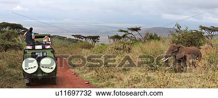 World Heritage Site, Central, Tanzania, Ngorogoro, Conservation Area, acacia, Africa View Large Photo Image Stock Image - World Heritage Site, Central, Tanzania, Ngorogoro, Conservation Area, acacia, Africa. Fotosearch