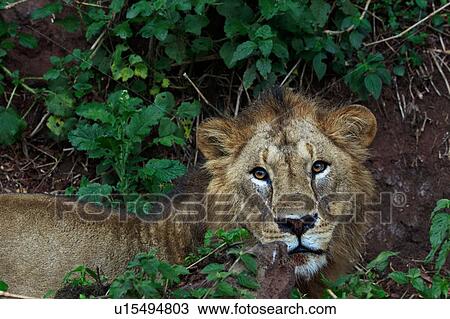 World Heritage Site, Central, Tanzania, Ngorogoro, Conservation Area, action, Africa View Large Photo Image Stock Image - World Heritage Site, Central, Tanzania, Ngorogoro, Conservation Area, action, Africa. Fotosearch