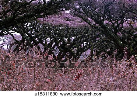Stock Image - World Heritage Site, Central, Tanzania, Ngorogoro, Conservation Area, acacia, Africa. Fotosearch