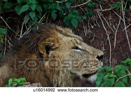 World Heritage Site, Central, Tanzania, Ngorogoro, Conservation Area, action, Africa View Large Photo Image Stock Image - World Heritage Site, Central, Tanzania, Ngorogoro, Conservation Area, action, Africa. Fotosearch