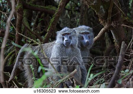 World Heritage Site, Central, Tanzania, Ngorogoro, Conservation Area, action, Africa View Large Photo Image Stock Image - World Heritage Site, Central, Tanzania, Ngorogoro, Conservation Area, action, Africa. Fotosearch