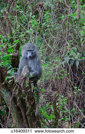 Stock Image - World Heritage Site, Central, Tanzania, Ngorogoro, Conservation Area, action, Africa. Fotosearch
