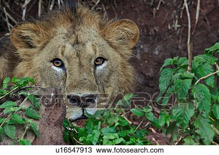 Stock Image - World Heritage Site, Central, Tanzania, Ngorogoro, Conservation Area, action, Africa. Fotosearch