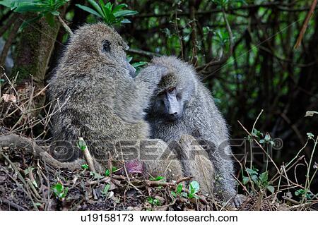 World Heritage Site, Central, Tanzania, Ngorogoro, Conservation Area, action, Africa View Large Photo Image Stock Image - World Heritage Site, Central, Tanzania, Ngorogoro, Conservation Area, action, Africa. Fotosearch