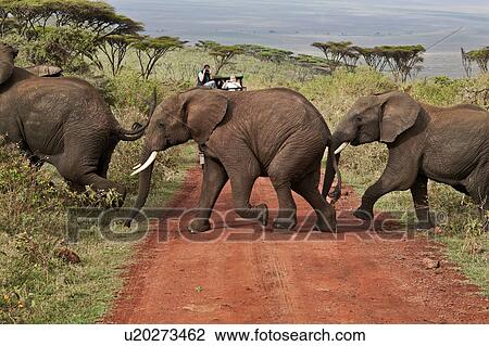 Stock Image - World Heritage Site, Central, Tanzania, Ngorogoro, Conservation Area, acacia, Africa. Fotosearch