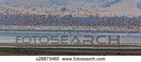 World Heritage Site, Central, Tanzania, Ngorogoro, Conservation Area, beauty, Africa View Large Photo Image Stock Image - World Heritage Site, Central, Tanzania, Ngorogoro, Conservation Area, beauty, Africa. Fotosearch