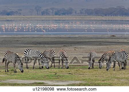 World Heritage Site, Central, Tanzania, Ngorogoro, Conservation Area, action, Africa View Large Photo Image Stock Photo - World Heritage Site, Central, Tanzania, Ngorogoro, Conservation Area, action, Africa. Fotosearch
