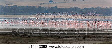 World Heritage Site, Central, Tanzania, Ngorogoro, Conservation Area, beauty, Africa View Large Photo Image Stock Photo - World Heritage Site, Central, Tanzania, Ngorogoro, Conservation Area, beauty, Africa. Fotosearch