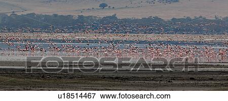 Stock Photo - World Heritage Site, Central, Tanzania, Ngorogoro, Conservation Area, beauty, Africa. Fotosearch