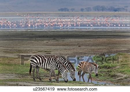 World Heritage Site, Central, Tanzania, Ngorogoro, Conservation Area, action, Africa View Large Photo Image Stock Photo - World Heritage Site, Central, Tanzania, Ngorogoro, Conservation Area, action, Africa. Fotosearch