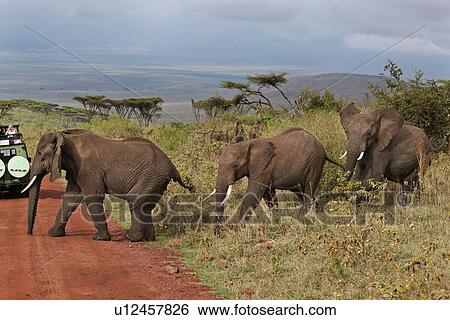 World Heritage Site, Central, Tanzania, Ngorogoro, Conservation Area, acacia, Africa View Large Photo Image Stock Photograph - World Heritage Site, Central, Tanzania, Ngorogoro, Conservation Area, acacia, Africa. Fotosearch
