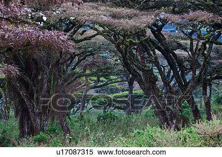 World Heritage Site, Central, Tanzania, Ngorogoro, Conservation Area, acacia, Africa View Large Photo Image Stock Photography - World Heritage Site, Central, Tanzania, Ngorogoro, Conservation Area, acacia, Africa. Fotosearch