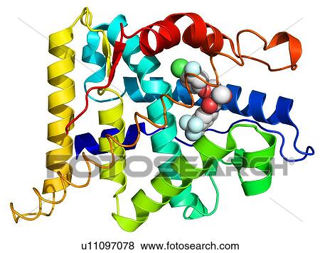 Androgen receptor, molecular model View Large Photo Image Stock Photo - Androgen receptor, molecular model. Fotosearch