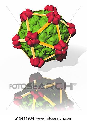 Picture - Bacteriophage alpha 3, artwork. Fotosearch