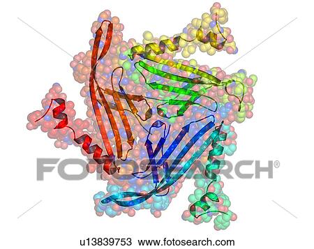 Stock Image - Bacteriophage MS2 capsid protein. Fotosearch
