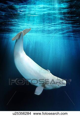 Picture - Beluga whale, artwork. Fotosearch
