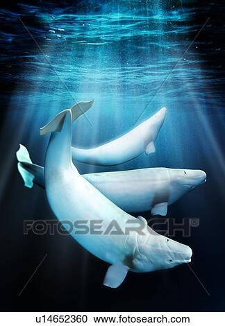 Beluga whales, artwork View Large Photo Image Stock Image - Beluga whales, artwork. Fotosearch