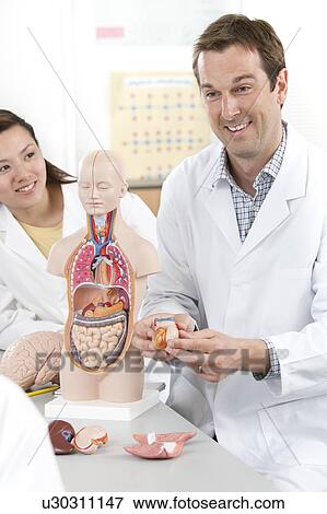 Stock Photo - Biology lesson. Fotosearch