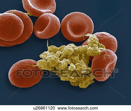Stock Image - Blood cells, SEM. Fotosearch