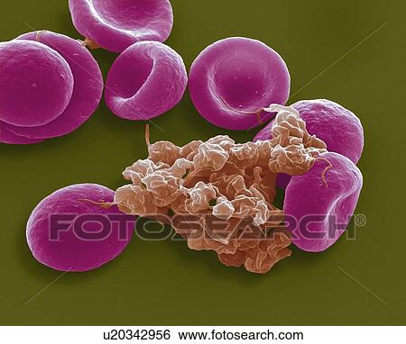 Blood cells, SEM View Large Photo Image Stock Photograph - Blood cells, SEM. Fotosearch