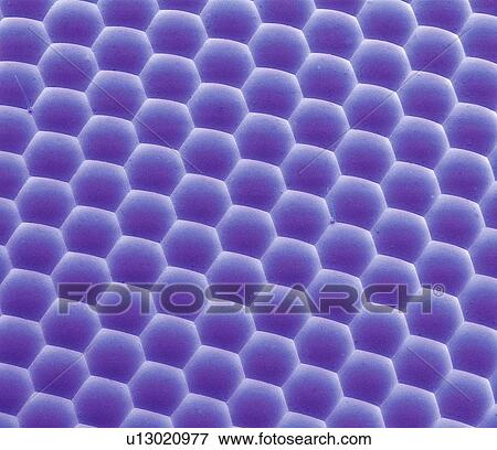 Stock Photo - Bluebottle fly eye, SEM. Fotosearch