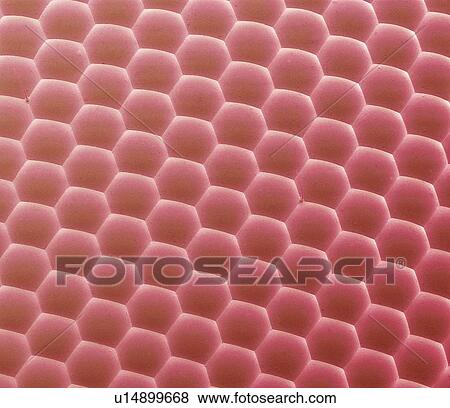 Bluebottle fly eye, SEM View Large Photo Image Stock Photo - Bluebottle fly eye, SEM. Fotosearch