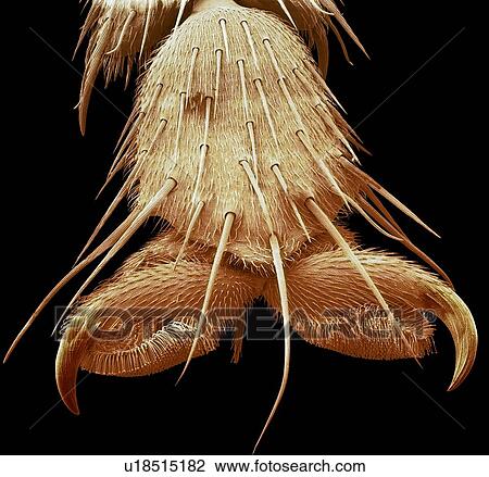 Stock Image - Bluebottle fly foot, SEM. Fotosearch