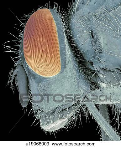 Stock Photo - Bluebottle fly head, SEM. Fotosearch
