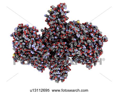 Stock Photography - Botulinum toxin A, molecular model. Fotosearch