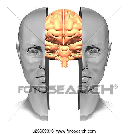 Brain, artwork View Large Photo Image Stock Image - Brain, artwork. Fotosearch