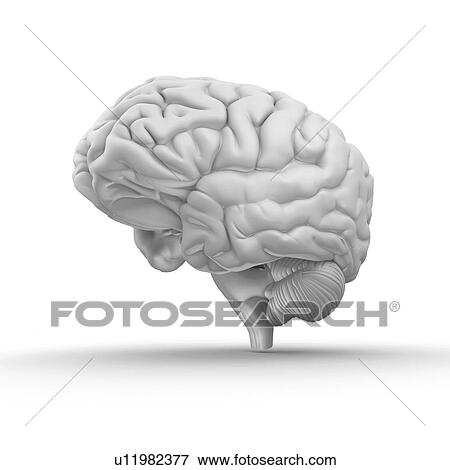 Brain, artwork View Large Photo Image Stock Photo - Brain, artwork. Fotosearch
