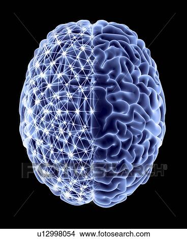 Picture - Brain, neural network. Fotosearch