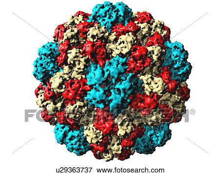 Brome grass mosaic virus particle View Large Photo Image Stock Photo - Brome grass mosaic virus particle. Fotosearch