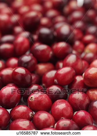 Stock Photo - Cranberries. Fotosearch