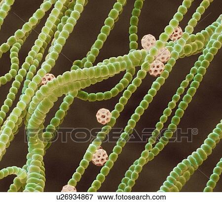 Stock Photo - Cyanobacteria, SEM. Fotosearch