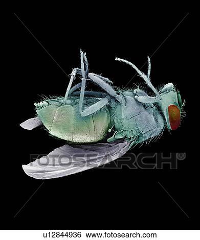 Stock Photograph - Dead bluebottle fly, SEM. Fotosearch