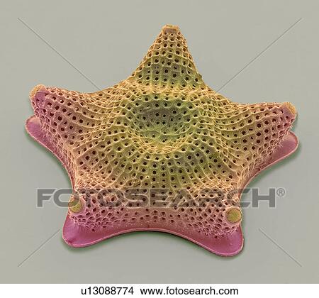 Picture - Diatom, SEM. Fotosearch