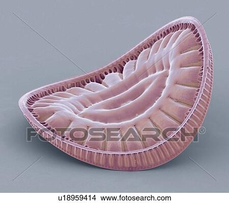 Picture - Diatom, SEM. Fotosearch