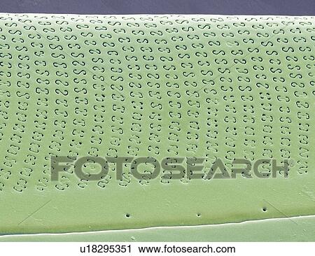 Stock Image - Diatom, SEM. Fotosearch