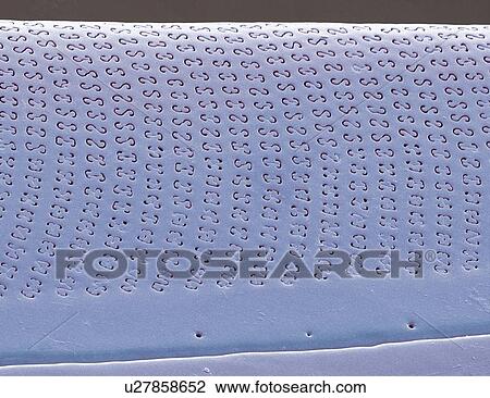 Diatom, SEM View Large Photo Image Stock Image - Diatom, SEM. Fotosearch