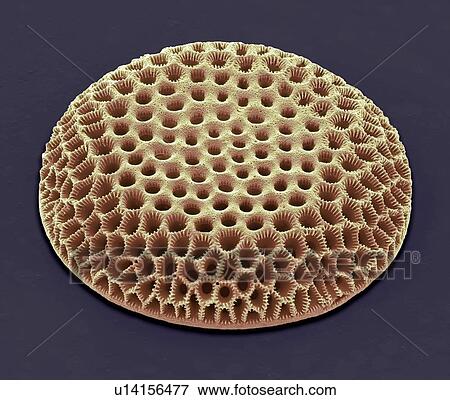 Diatom, SEM View Large Photo Image Stock Photo - Diatom, SEM. Fotosearch